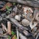 Morel mushrooms grow wild in wooded areas.