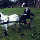 Shetland pony harnessed to cart.