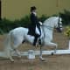Andalusian competing in dressage.