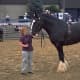 A shire horse and its handler.