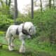 Shire horse being used in forestry.