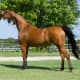 Arabian mare.