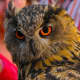 facts-about-owls