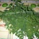 Moringa leaves with Lemongrass