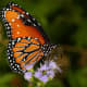 beautiful-butterflies-of-the-usa