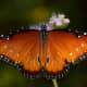 Queen Butterfly - Danaus gilippus