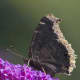 beautiful-butterflies-of-the-usa