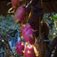 dragon-pitaya-fruit-nutritional-and-health-benefits