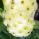 the-health-benefits-of-noni-fruit
