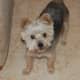 My resident older dog Gonzo - 10 year Yorkshire Terrier
