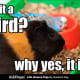 Another way to say "duh!"