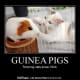 Guinea pigs were brought to Europe as pets in the 16th century.
