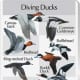 Diving Ducks