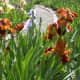 burnt-orange-or-rust-colored-flowers-a-gallery