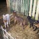 Lambs NatureGirl, Favored Fay, Yofi and DrMark