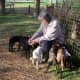 lambing-season-2015