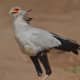 5-birds-with-some-fun-headgear