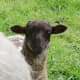 Lamb Brad playing Peek-A-Booh