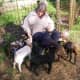 lambing-season-2015