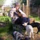 lambing-season-2015