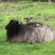 Lamb Rochelle found the perfect place to rest
