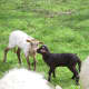 Lamb Smart&Fun with lamb On Hold