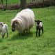 Ewe BossyPants with Psyche and Ping