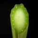 Cross Section Of The Horseradish Petiole (Leaf Stalk)