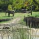 Elephant-Giants of the Savanna