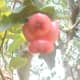 jambu-water-apple-bell-fruit-nutrition-and-health-benefits