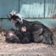 White crested black polish rooster (with his best friend, a frizzle cochin bantam cockerel)