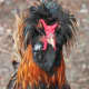 Gold laced polish rooster