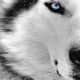 do-you-believe-werewolfs-are-real-or-a-legend-of-the-times