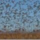 A swarm of locusts in Australia