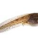 A Tadpole gets ready to metamorphosize