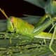 The shy green locust or grasshopper