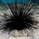 Very common member of the approximately 950 species of Sea Urchin