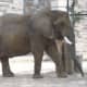 An elephant