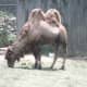 A double hump camel.