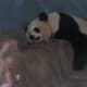 A Panda at the National Zoo, July 2008.
