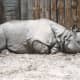 A rhinocerous at its outdoor enclosure, before renovation.