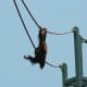 An orangatang on the O-line, July 2008.