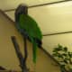 A bird indoors, July 2008