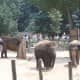 Elephants at the outdoor enclosure before renovation.