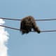 An orangatang on the O-line, July 2008