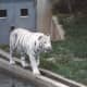 The white tiger