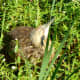 Hunkered down American Bittern