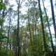 Cullinan Park Trail