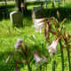 Blooming Lilies in Hodge&rsquo;s Bend Cemetery 