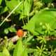 Wild raspberries